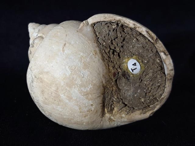 Crommium angustatum (GRATELOUP 1827) - Bild &copy; FossNet FossilienStore